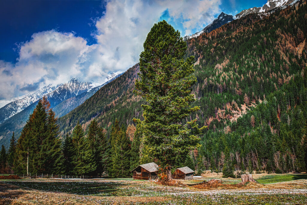 Photography of Fir Trees on Mountains