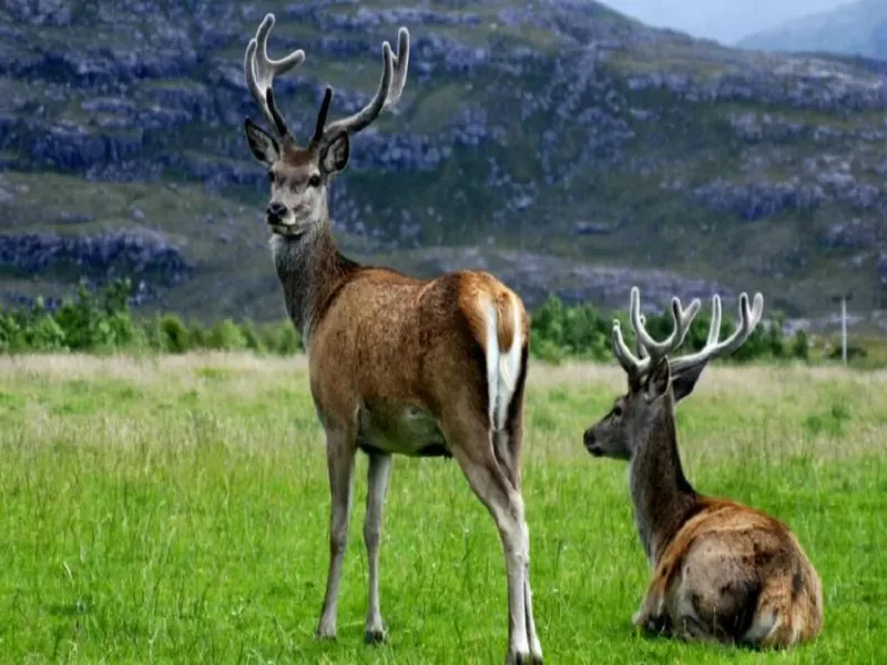 Kashmir wildlife tour package