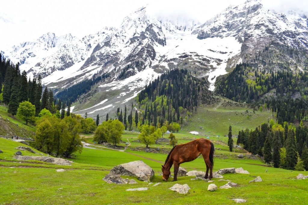best time to visit kashmir -guide by golden bird travels srinagar