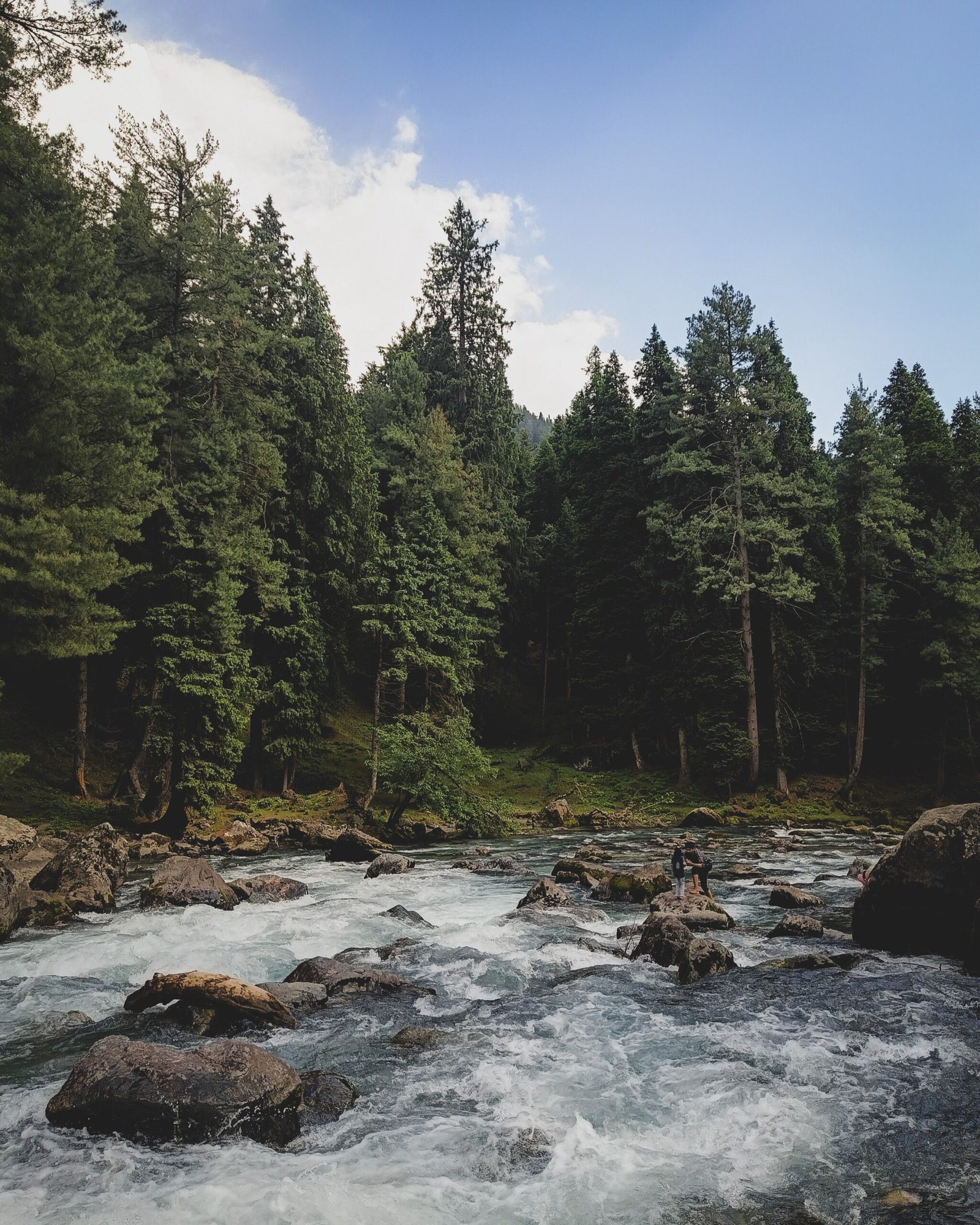 Lidder River and pine forest in Pahalgam Kashmir