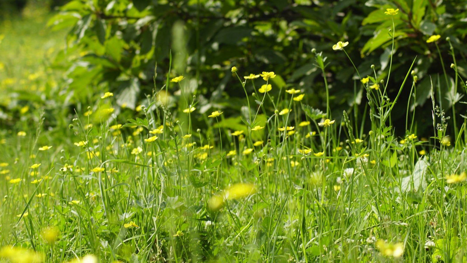 Yusmarg meadow in Kashmir surrounded by green landscape