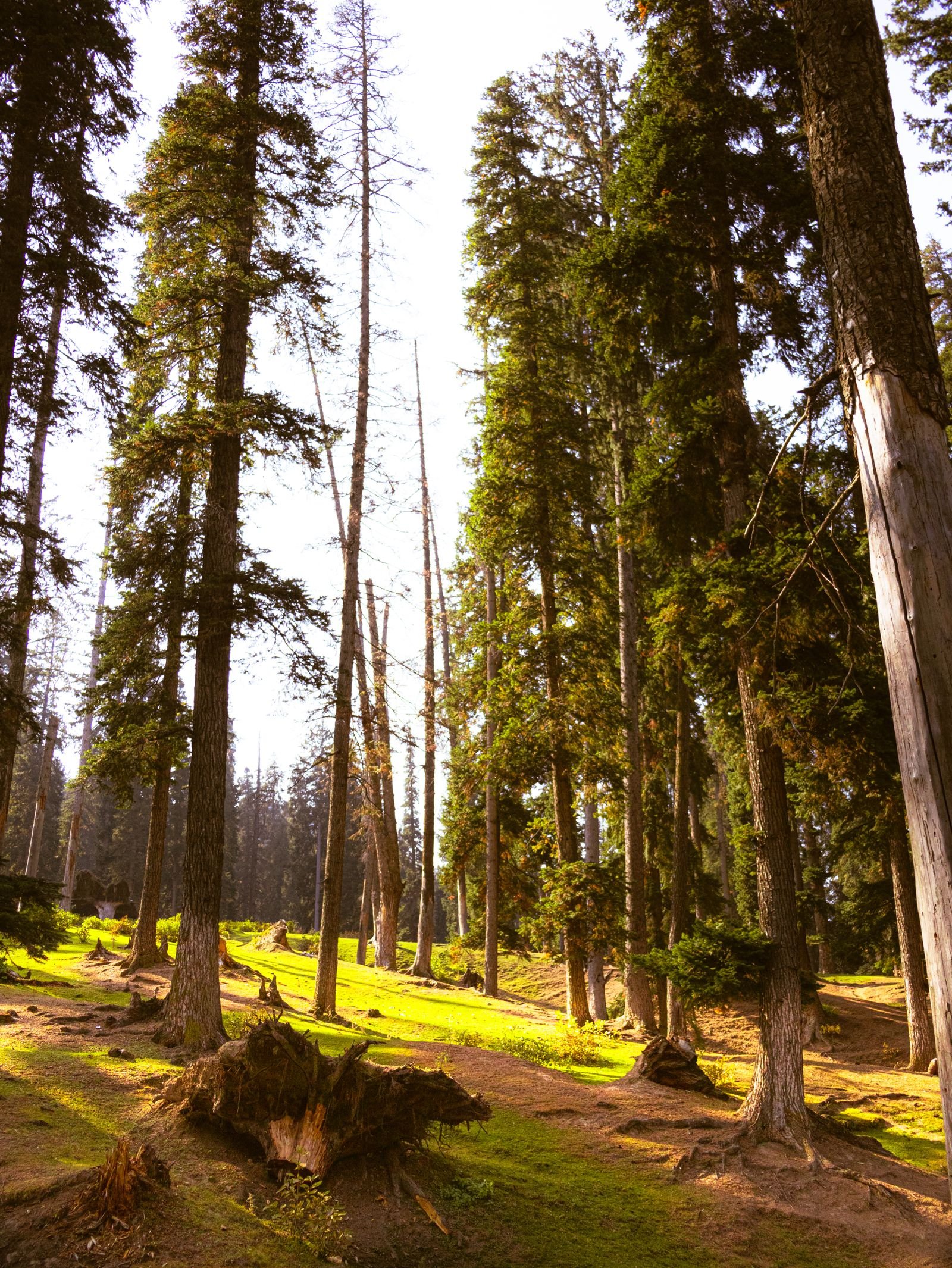 Peaceful Doodhpathri landscape with forests and mountains