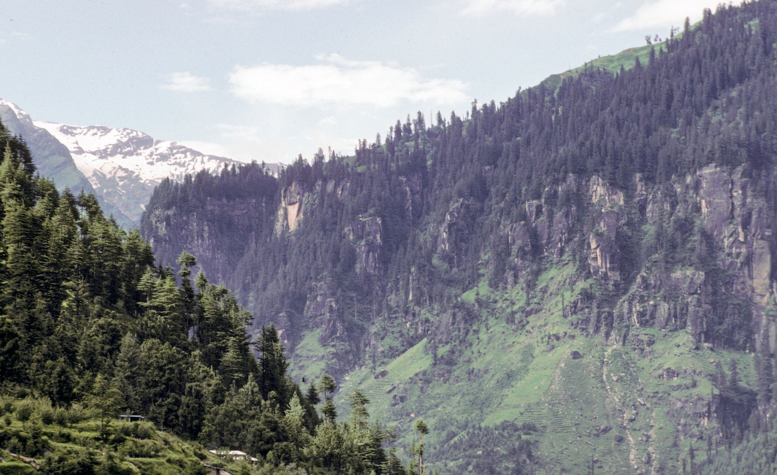 Ladakh in July with green valleys and snow-capped mountain scenery